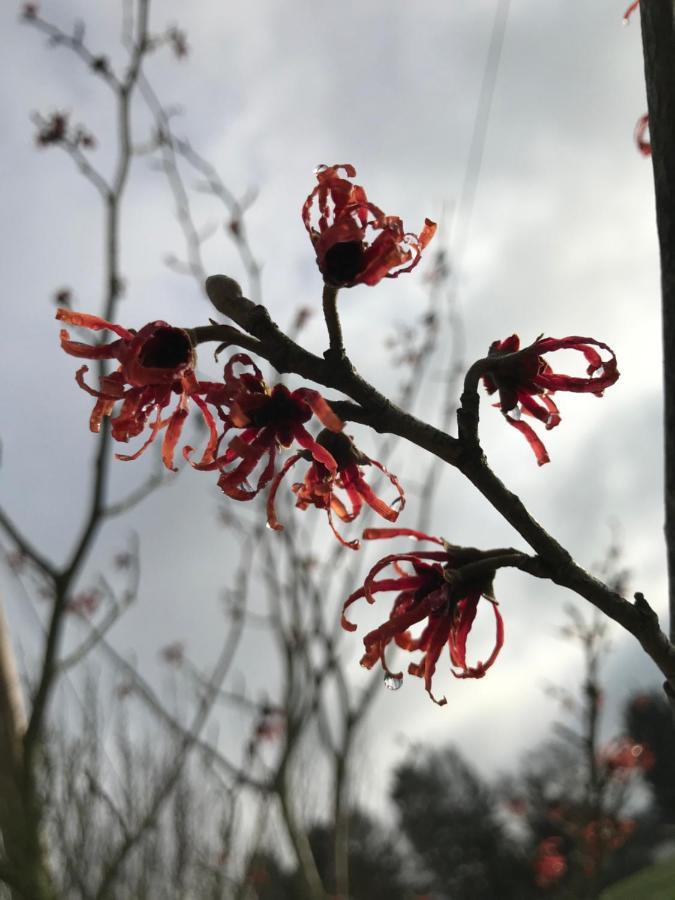Kleine Auszeit Mit Aussicht Velbert Toenisheide公寓 外观 照片